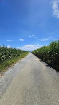 田舎道 田舎道の写真