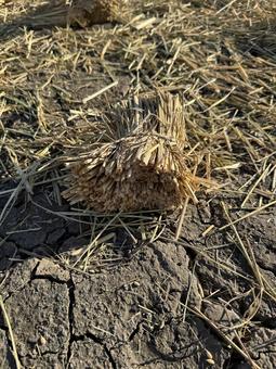 藁カッターで裁断された後の田んぼの写真