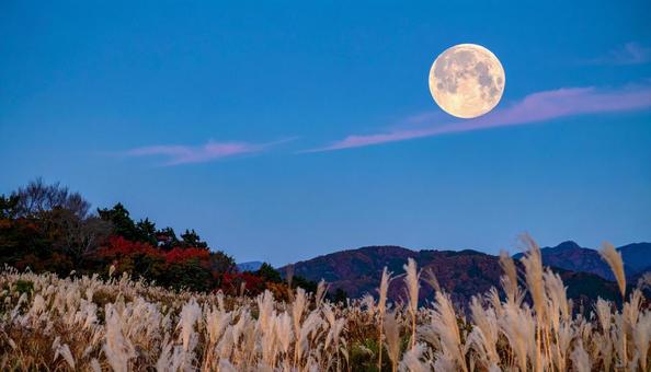 秋の十五夜のお月見 中秋の名月とすすき 秋の十五夜のお月見 中秋の名月とすすきの写真