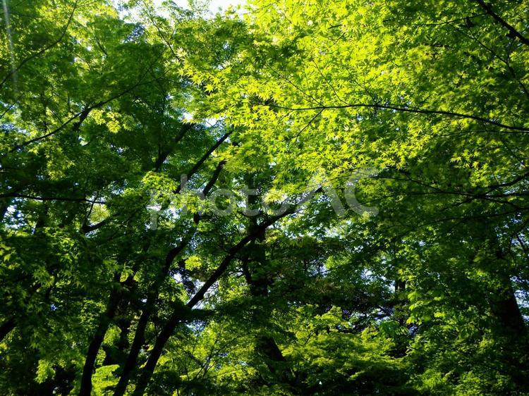 木漏れ日と森 木漏れ日,日光,日差しの写真素材