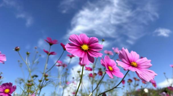 コスモス１６の写真