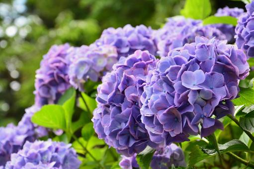 Beautiful purple hydrangea, JPG Beautiful purple hydrangea, JPG