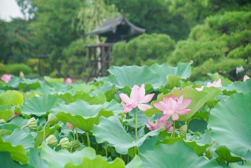 東寺の蓮花 東寺の蓮花の写真