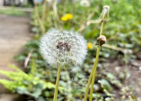 Dandelion fluff along the road 2, JPG