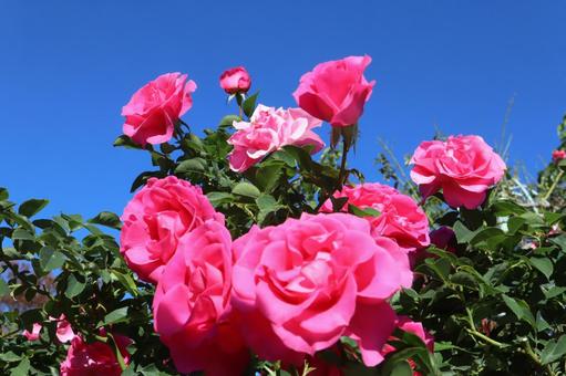 青空に咲くピンクの薔薇を撮りました 青空に咲くピンクの薔薇を撮りました 花,薔薇,自然の写真素材