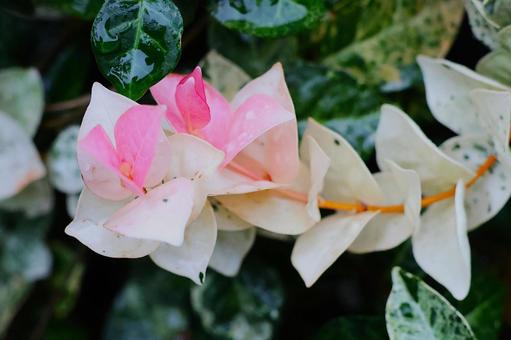 １０月上旬の庭のハツユキカズラの葉 ハツユキカズラ,葉,植物の写真素材