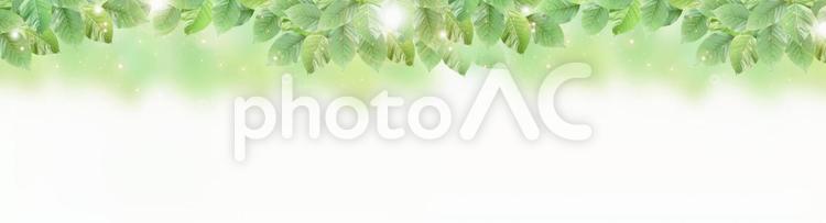 新緑の葉と木洩れ日の光　キラキラ光 新緑,葉,木洩れ日の写真素材