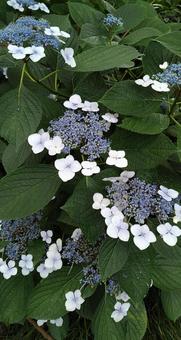 Photo, hydrangea, flower, rainy season, 