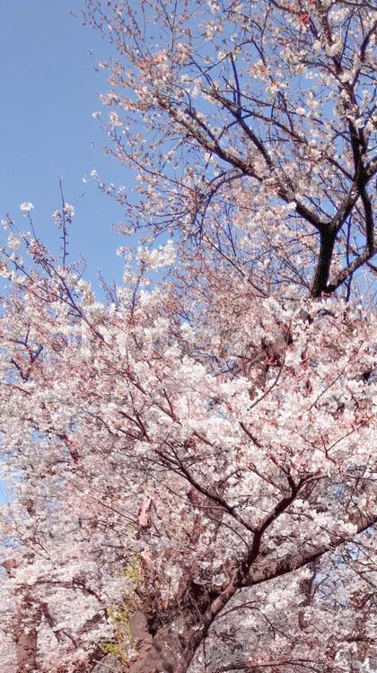 桜満開のさくらときれいな青空のイメージ●背景テクスチャー素材の縦16:9 さくら,桜,サクラの写真素材