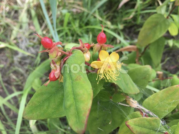 黄色い花と赤い実 黄色い花,花,黄色の写真素材