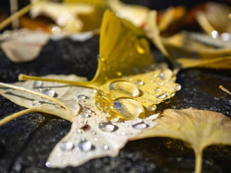 水滴が輝くイチョウの落ち葉 イチョウ,落ち葉,黄葉の写真素材
