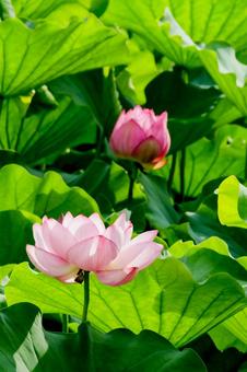 lotus, JPG lotus, JPG