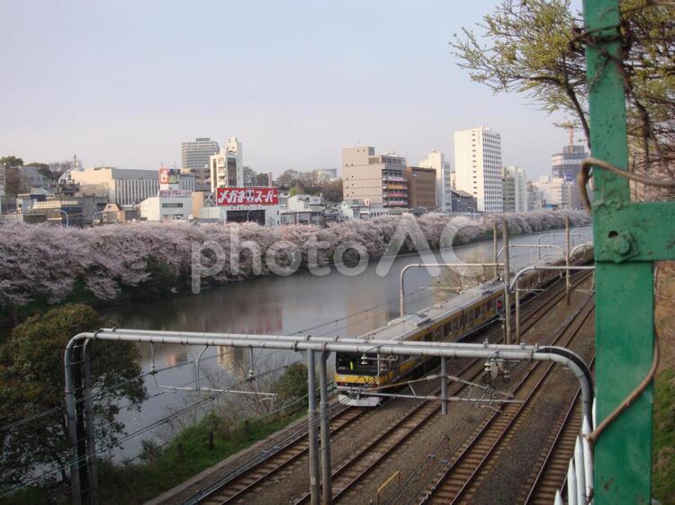 中央線沿いの外堀に咲く桜 桜,中央総武線,外堀の写真素材