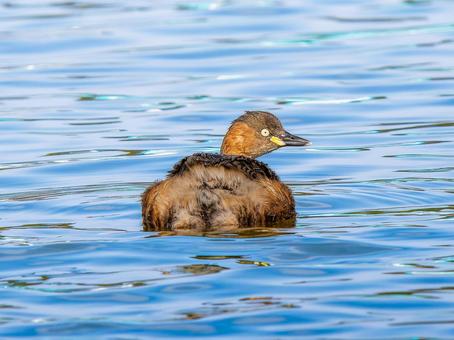 池を泳ぐカイツブリ カイツブリ,野鳥,鳥の写真素材