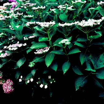 紫陽花 紫陽花の写真