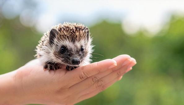 飼い主の手の中のハリネズミ 飼い主の手の中のハリネズミの写真