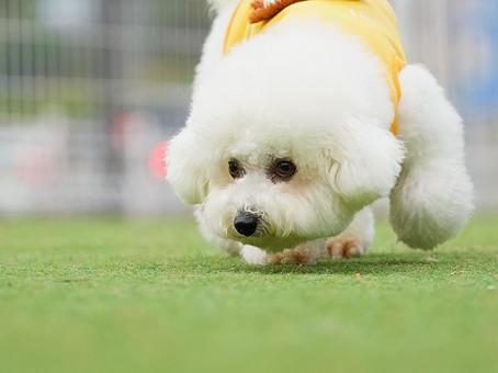 ビションフリーゼの幼犬 ビションフリーゼの幼犬の写真