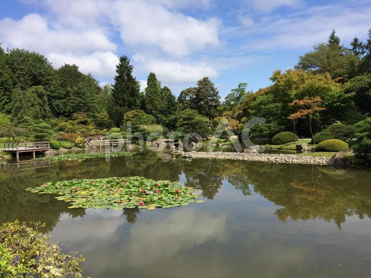 アメリカ　カリフォルニア　シアトルズ　日本庭園 アメリカ,カリフォルニア,庭園の写真素材
