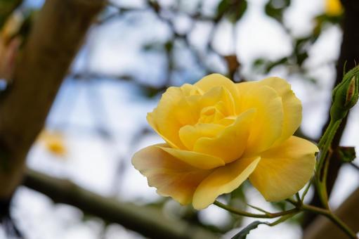 Zao Roses (50), JPG