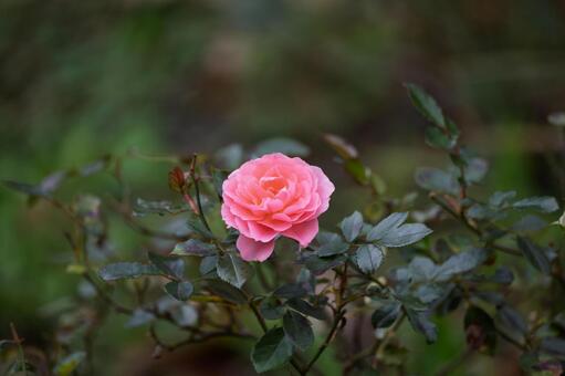 雨に濡れたピンクのバラ 新鮮,人物なし,雨季の写真素材