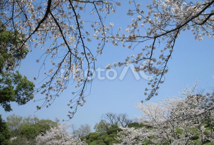 桜の見える景色 桜,春,空の写真素材