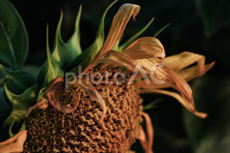 ＜風景＞枯れ始めた秋のヒマワリ畑の景色 ひまわり,夏,花の写真素材