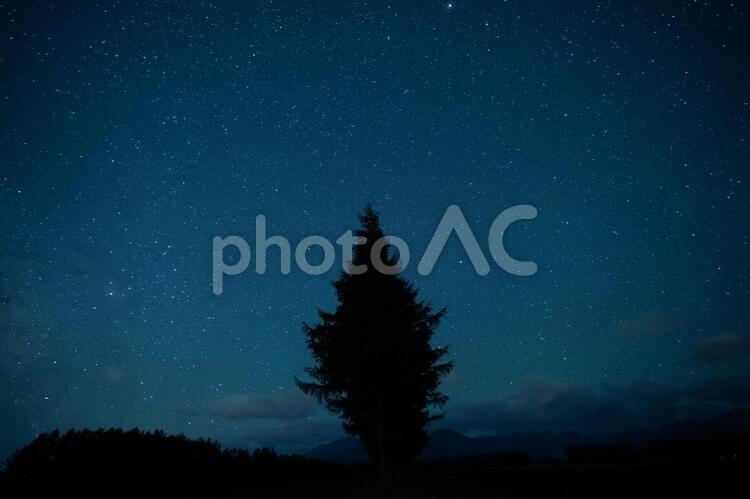 星と防風林 防風林,星,夜空の写真素材