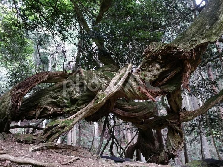 鞍馬山の巨木 鞍馬,鞍馬山,古い木の写真素材