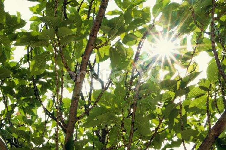 木漏れ日 木漏れ日,木陰,太陽の写真素材
