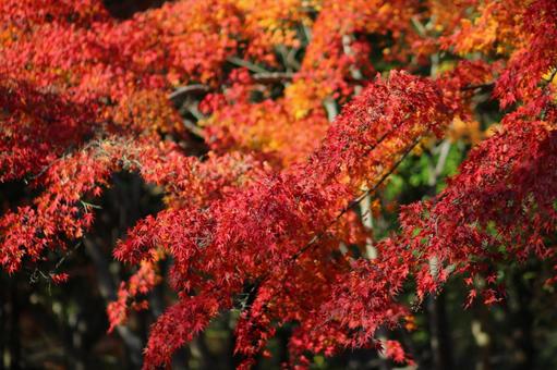 紅葉①の写真