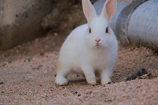 Photo, rabbit, baby, animal, 