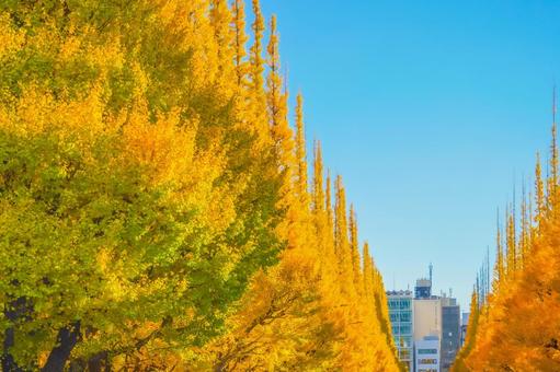 明治神宮外苑 いちょう並木 明治神宮外苑 いちょう並木の写真