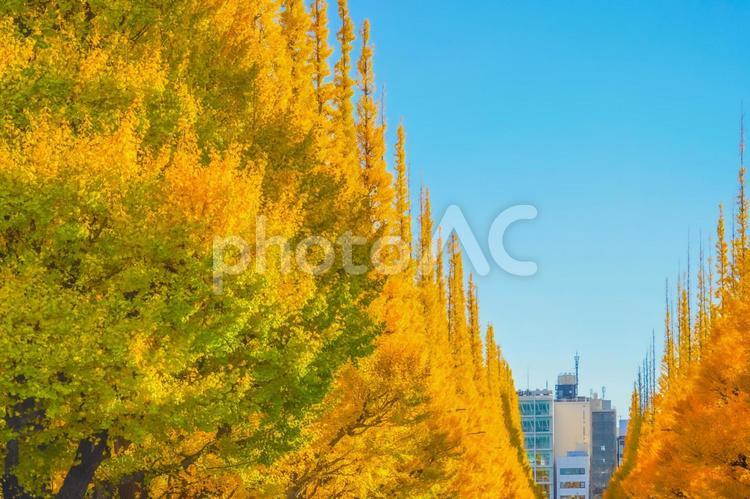 明治神宮外苑 いちょう並木 イチョウ並木,黄葉,観光地の写真素材
