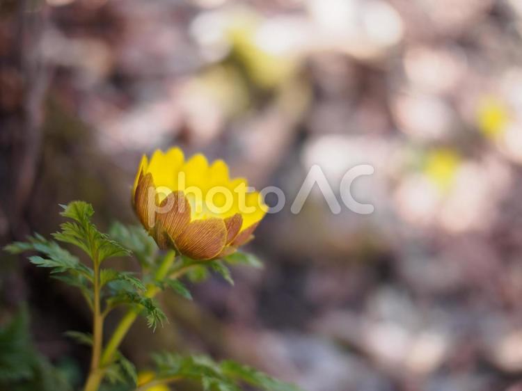 福寿草の開花3 福寿草,春,春の花の写真素材