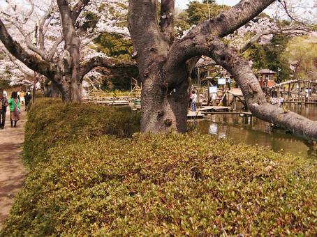 清水公園の桜-96 清水公園の桜-96の写真