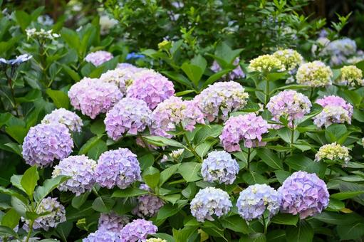 紫陽花 紫陽花 アジサイ,色,花の写真素材