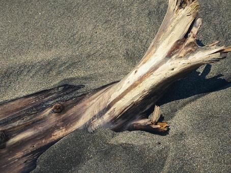Photo, driftwood, wood, beach, 
