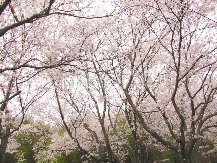 【桜の写真】桜が咲く風景 桜,さくら,サクラの写真素材
