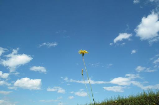 花と青空 花と青空の写真