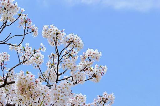 コピースペース:美しいサクラの花 コピースペース:美しいサクラの花 桜,青空,春の写真素材