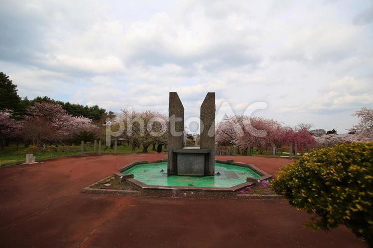 森町の桜と函館港開港モニュメント 像,空,森町の写真素材