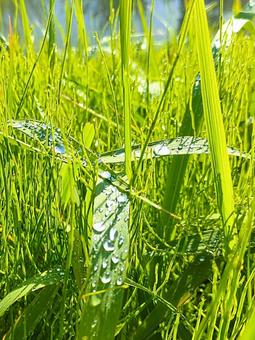 雨上がり 雨上がりの写真