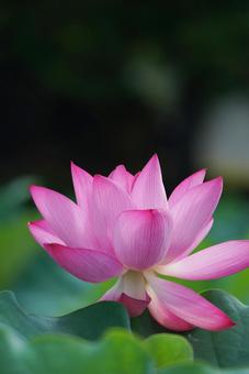 蓮花 蓮花 はす,ハス,蓮の写真素材