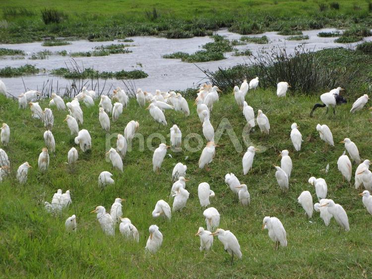 アフリカのサギ群団 アフリカ,動物,水域の写真素材
