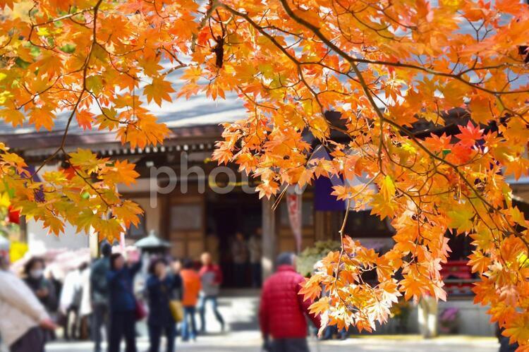 秋の山本不動尊 山本不動尊,紅葉,かえでの写真素材