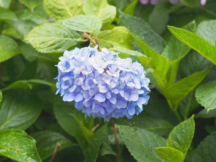 雨上がりのアジサイ アジサイ,梅雨,雨上がりの写真素材