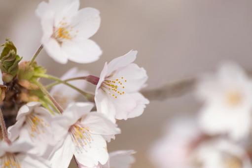 可憐に咲きほころぶ満開の桜の花 可憐に咲きほころぶ満開の桜の花の写真