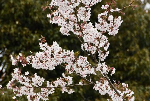 桜の木にとまるメジロ 桜,サクラ,花の写真素材