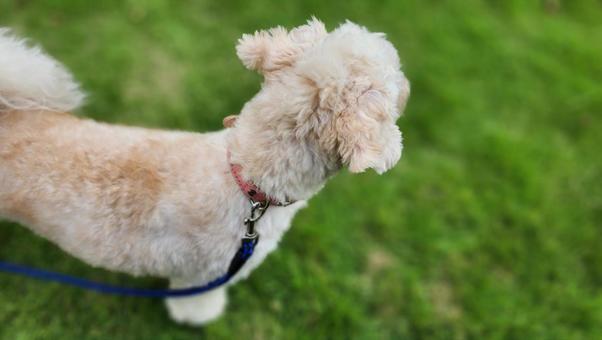 愛犬 愛犬の写真
