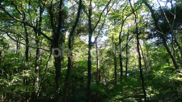 森林浴1 森林浴,森林公園,森の写真素材